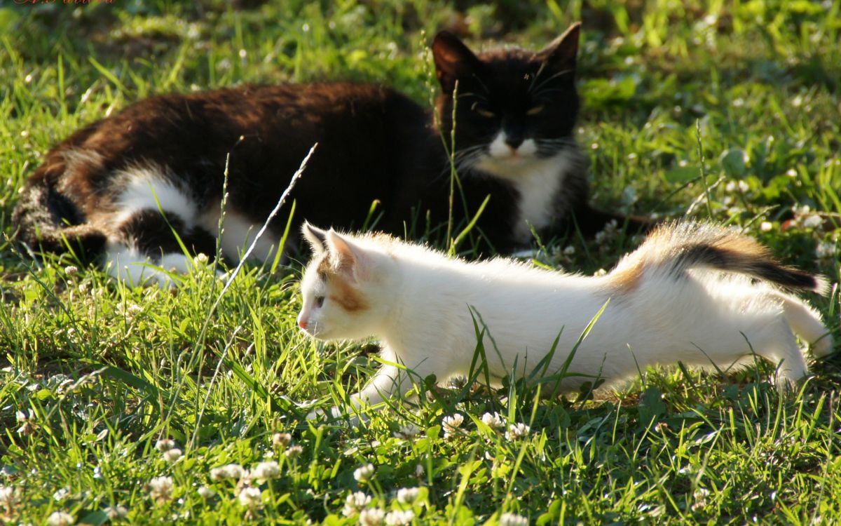 white and orange cat on green grass field during daytime