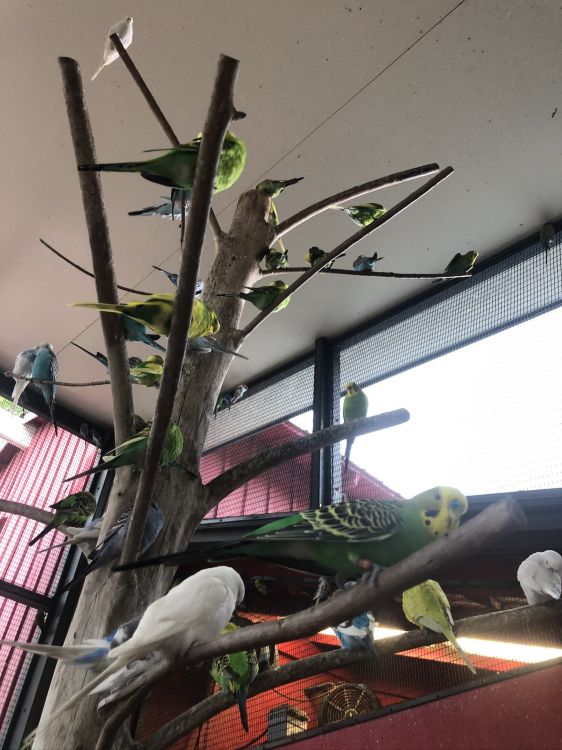 生物学, 科学, 鸟, 天花板, 翼 壁纸 1536x2048 允许