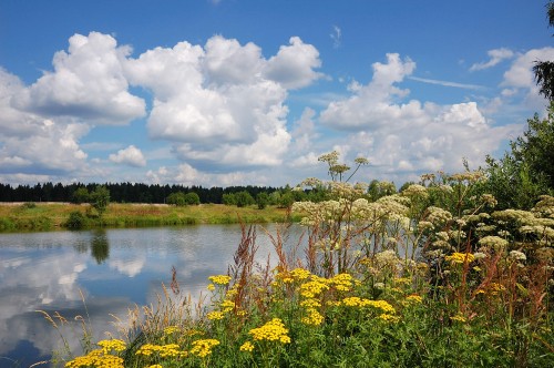 Image green trees beside river under blue sky during daytime