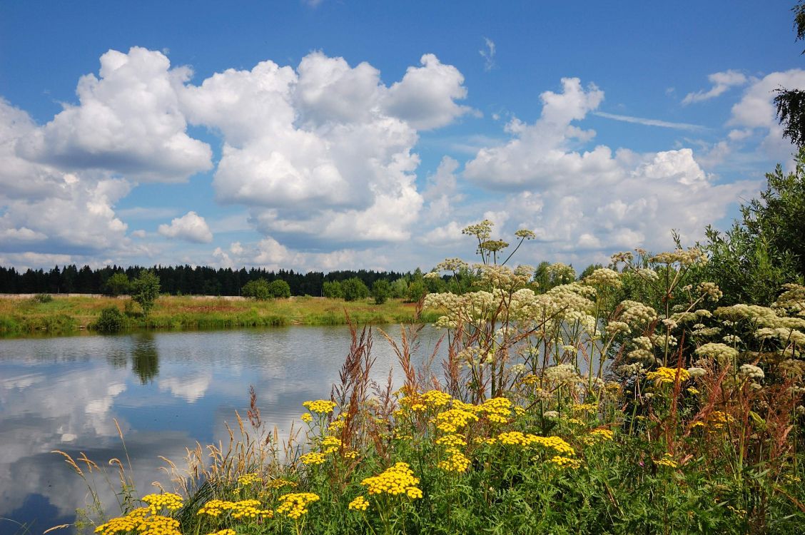 green trees beside river under blue sky during daytime