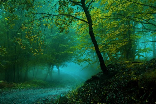 Image green trees near body of water during daytime