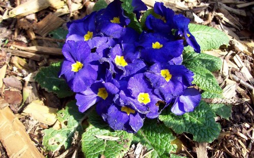 Image purple flower with green leaves