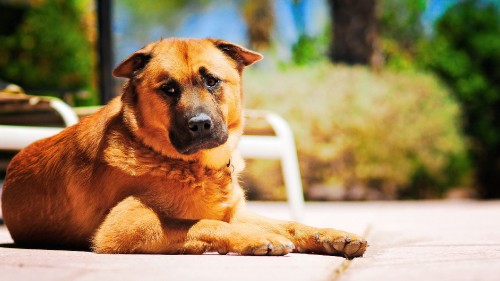 Image brown short coated dog lying on white plastic chair