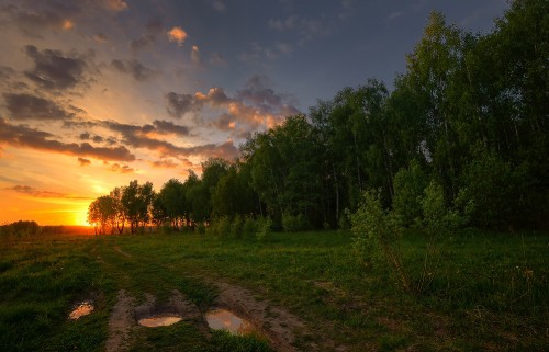 Image green trees under blue sky during sunset