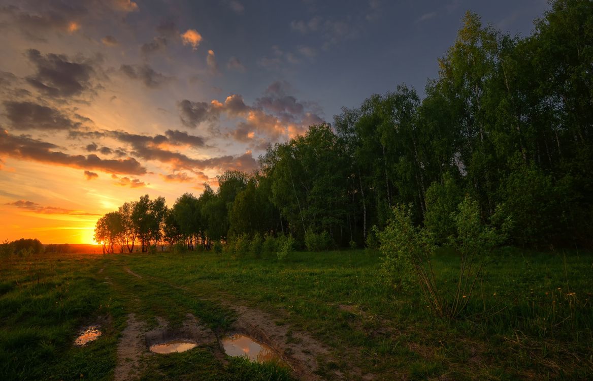 green trees under blue sky during sunset