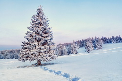 Image green pine trees covered with snow during daytime