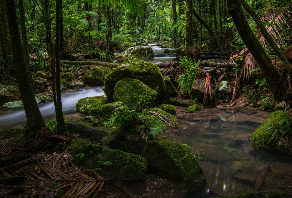 green moss on brown tree trunk near river during daytime