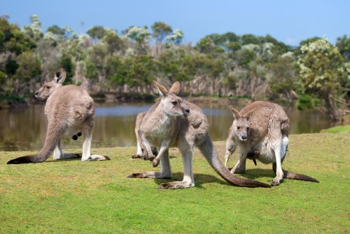 Image two brown kangaroo on green grass field during daytime