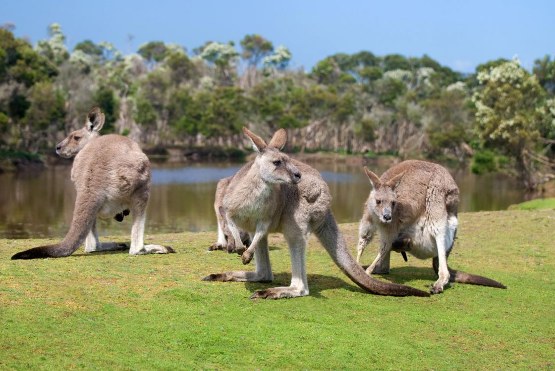 two brown kangaroo on green grass field during daytime