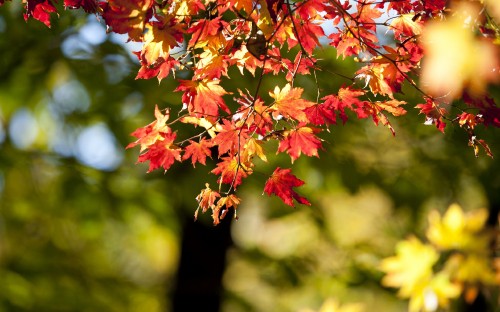 Image red and yellow maple leaves