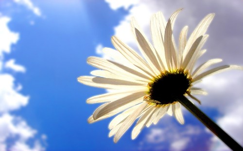 Image white and yellow daisy flower in close up photography