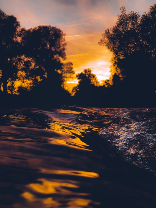 Image silhouette of trees during sunset