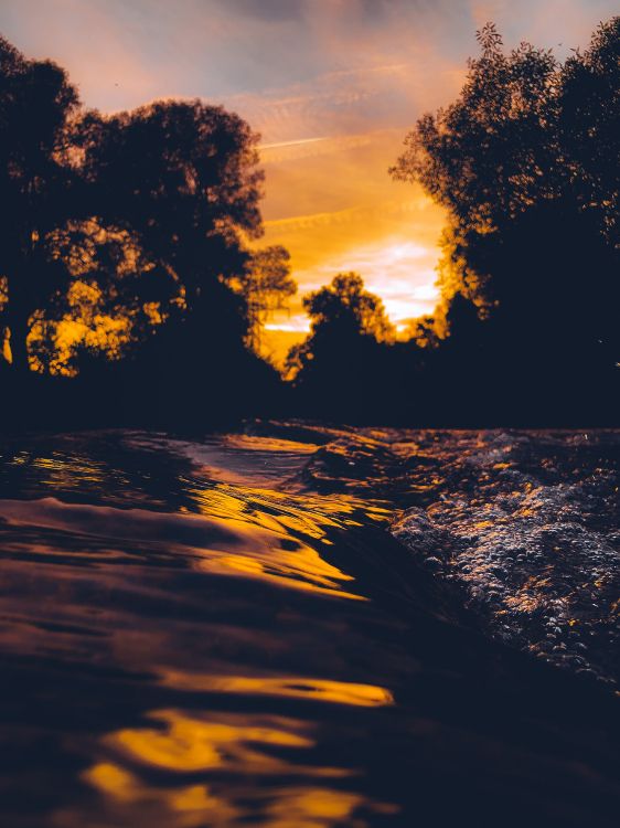 silhouette of trees during sunset