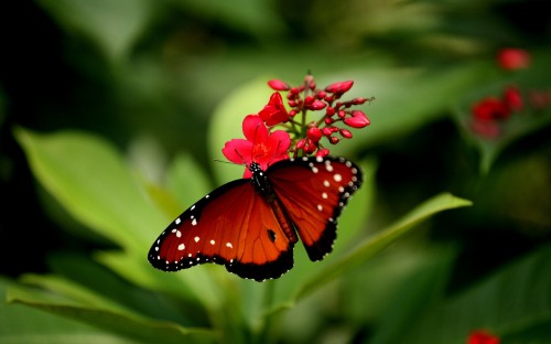 Image monarch butterfly perched on red flower in close up photography during daytime