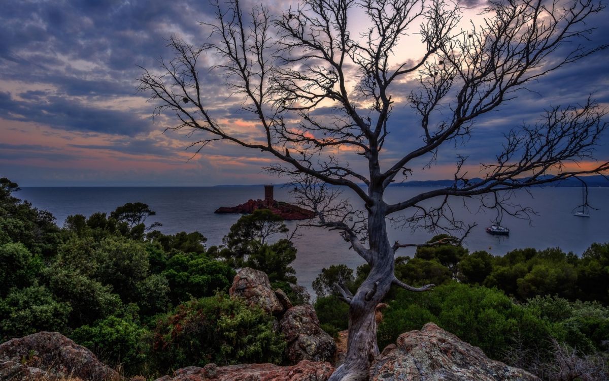 la Comunidad Vegetal, Paisaje Natural, Sucursal, Madera, Highland. Wallpaper in 1920x1200 Resolution