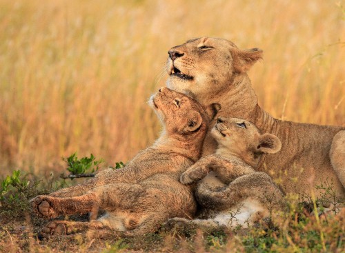 Image brown lion and lioness on brown grass field during daytime