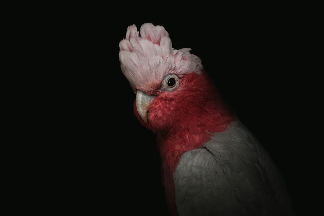 Red and White Bird Illustration. Wallpaper in 3504x2336 Resolution