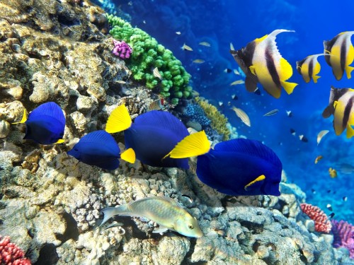 Image blue and yellow fish on coral reef