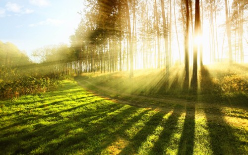 Image green grass field with trees during daytime