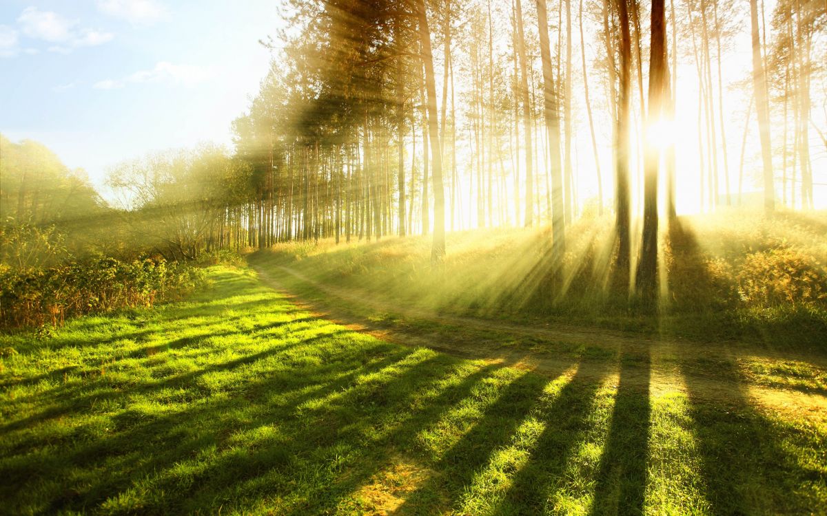 green grass field with trees during daytime