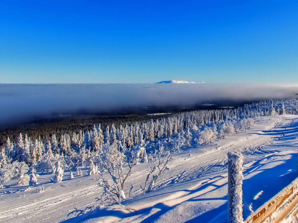 snow covered trees during daytime