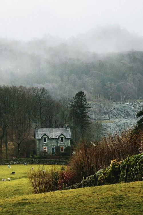 Image natural landscape, tree, rural area, house, home