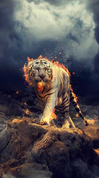 Bengal Tiger, White Tiger, Felidae, Sibirischer Tiger, Carnivore. Wallpaper in 1350x2400 Resolution