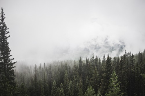 Image green pine trees covered with fog