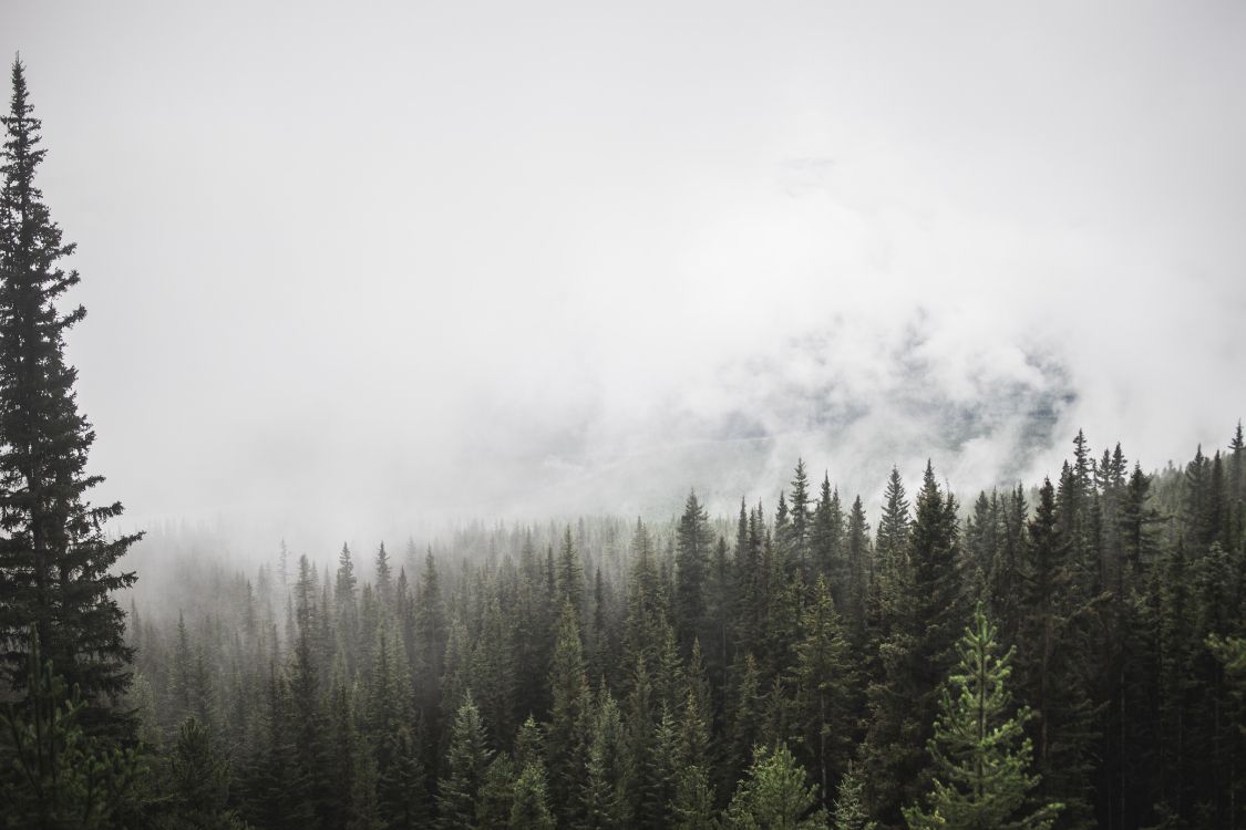 Grüne Kiefern Bedeckt Mit Nebel. Wallpaper in 5799x3866 Resolution