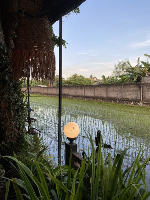 Image water, palm trees, real estate, plant, pond