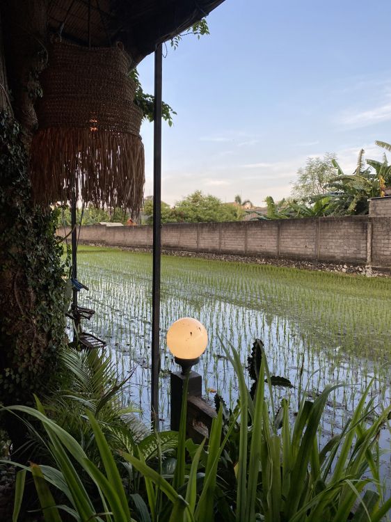 water, palm trees, real estate, plant, pond