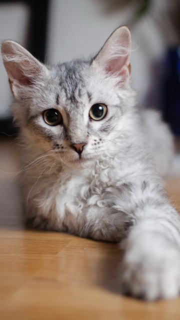 Image white and orange cat on brown wooden table
