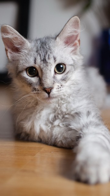 Image white and orange cat on brown wooden table