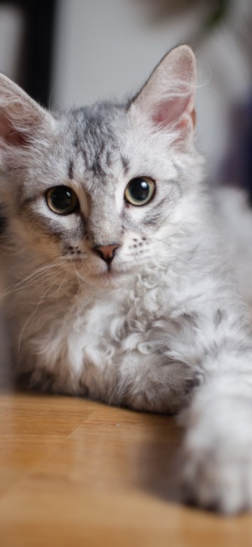 Image white and orange cat on brown wooden table