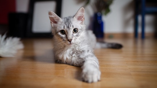 Image white and orange cat on brown wooden table