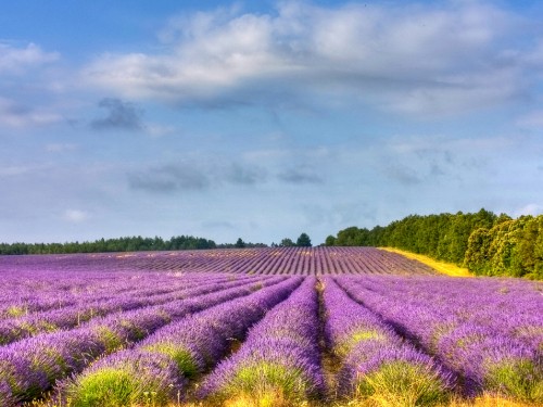 Image purple flower field under cloudy sky during daytime