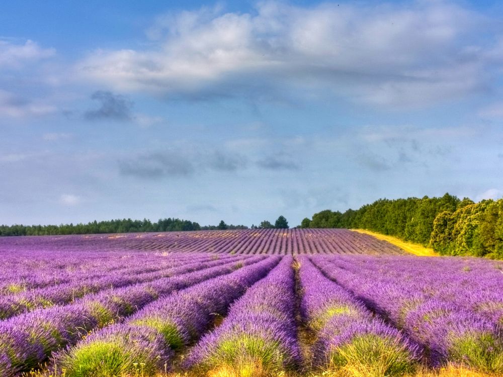 purple flower field under cloudy sky during daytime