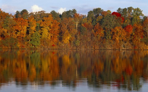 Image green and brown trees beside body of water during daytime