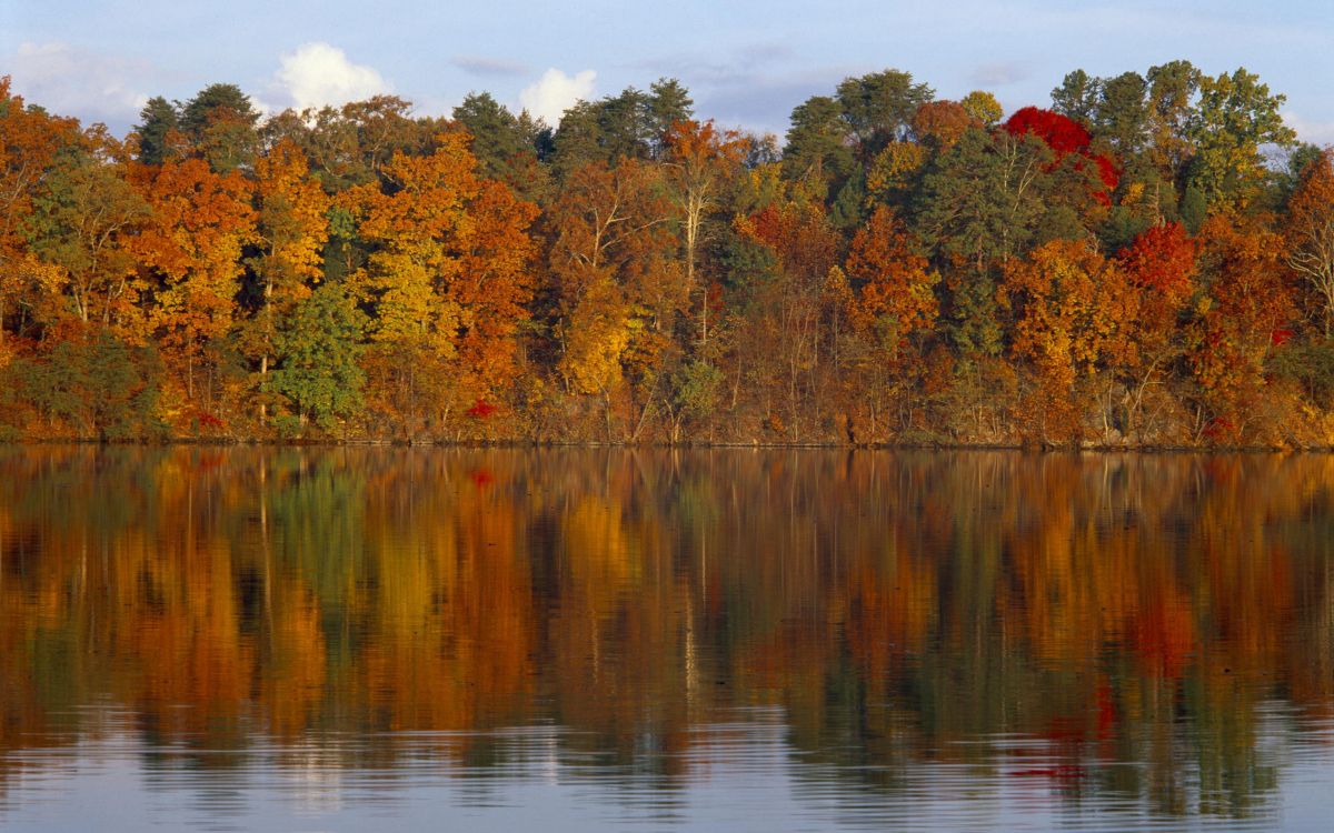 green and brown trees beside body of water during daytime