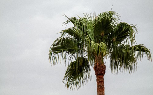 Image attalea speciosa, table, dypsis, areca palm, Fan palms