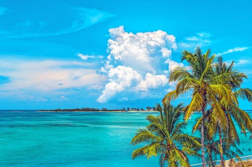 Image green palm tree near body of water during daytime