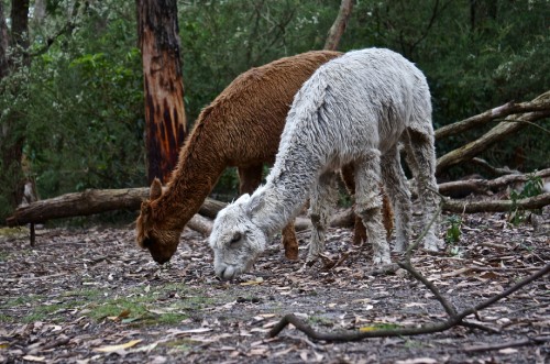 Image white and brown horse eating grass