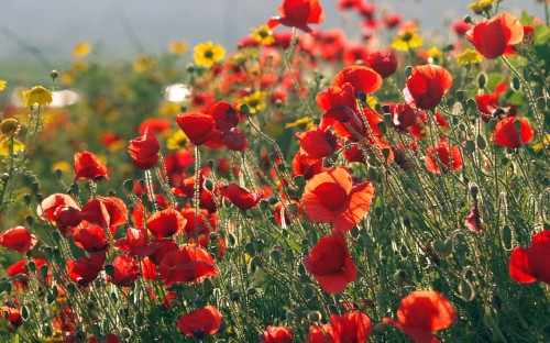 Image red flowers on green grass field during daytime