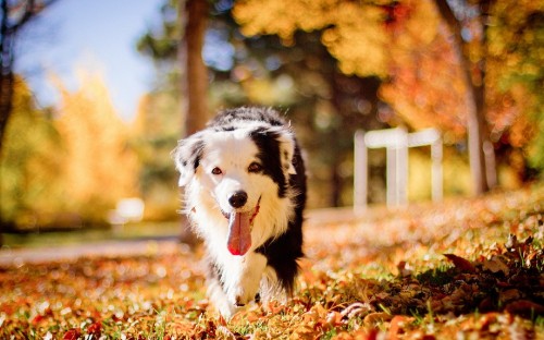 Image black and white border collie on brown dried leaves during daytime