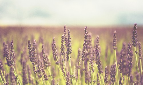 Image brown wheat field during daytime