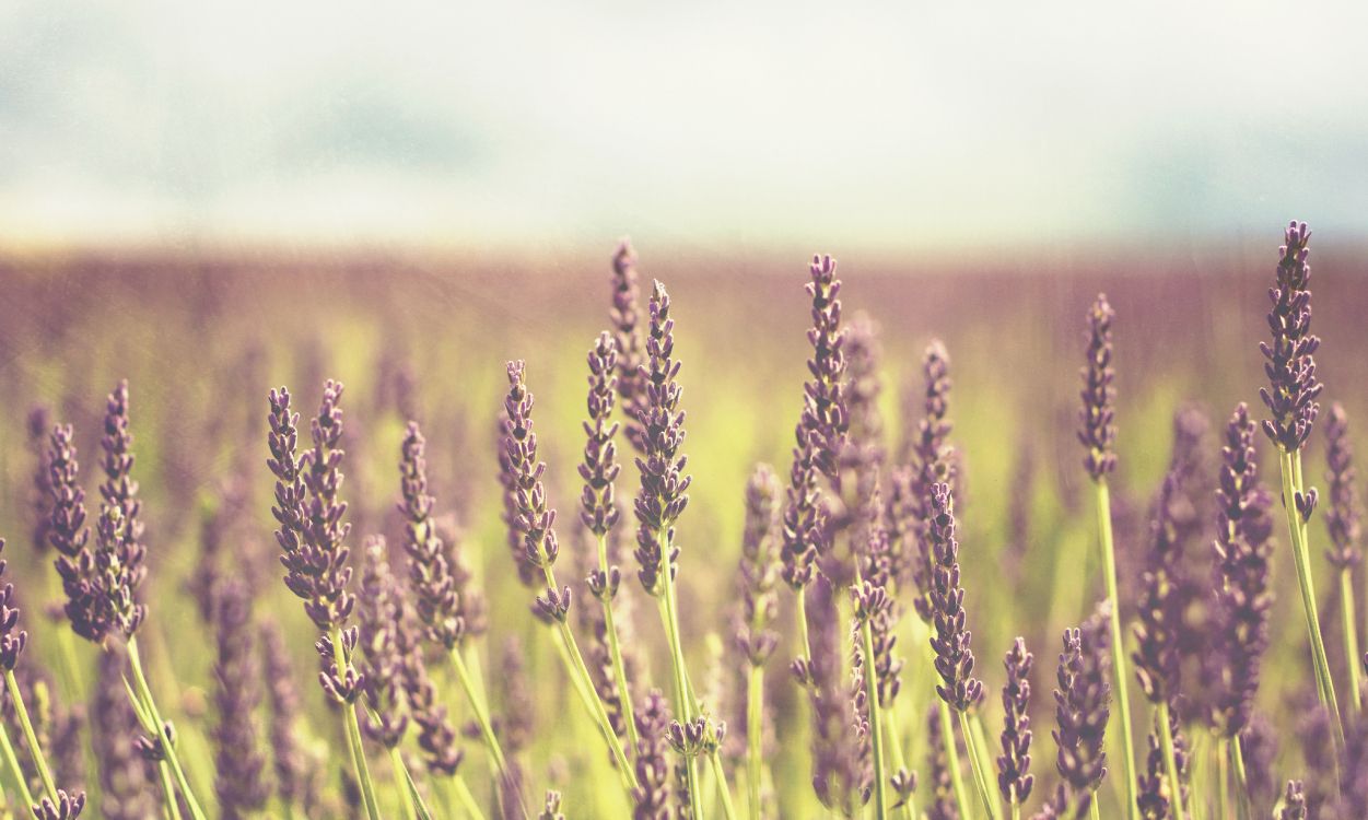 brown wheat field during daytime