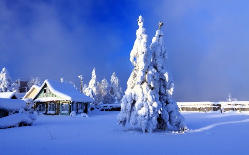 Image white tree covered with snow under blue sky during daytime