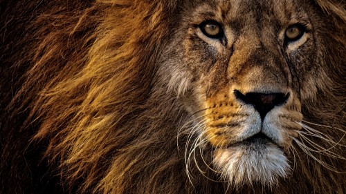 Image lions animal, lion, big cat, lions roar, roar