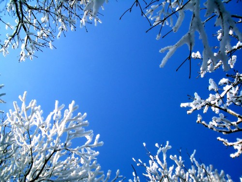 Image white leaves on tree branch under blue sky during daytime