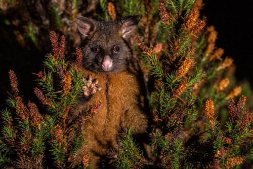 Image brown and black fox on green grass